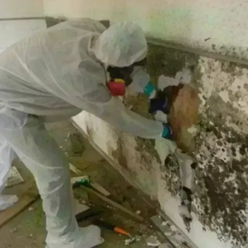 Mold Remediation and Removal in Bainbridge Island, WA